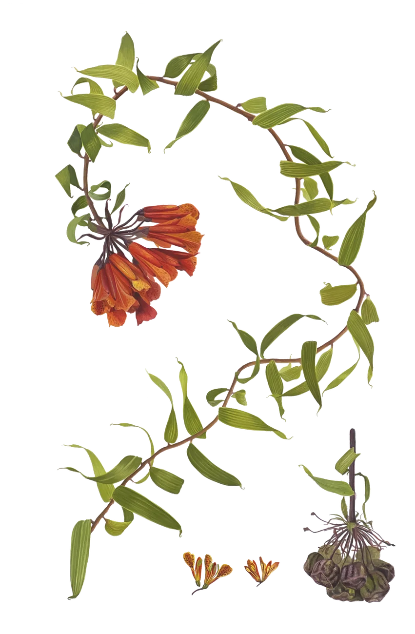 Bomarea — Florilegium