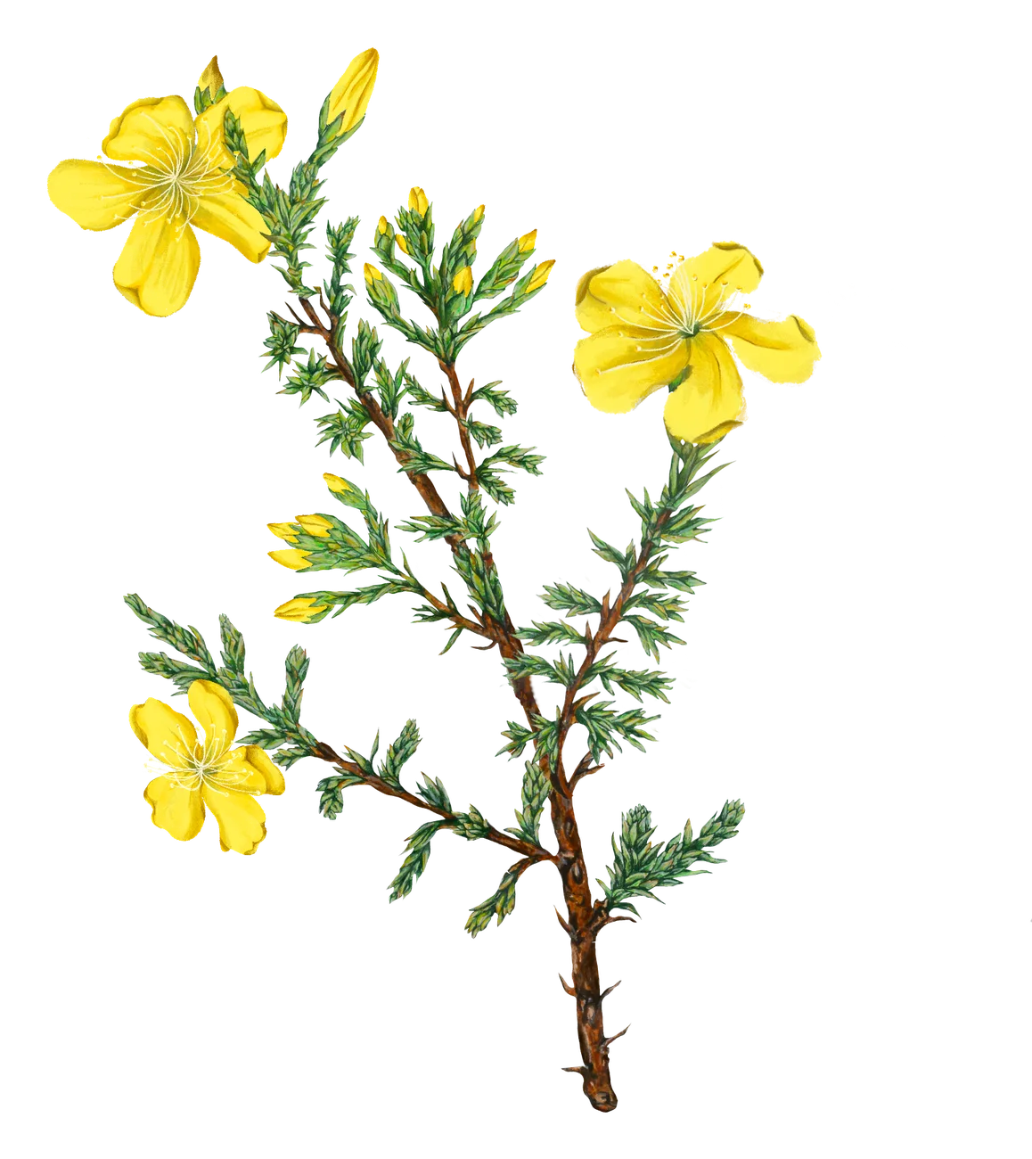 Romerillo — Florilegium