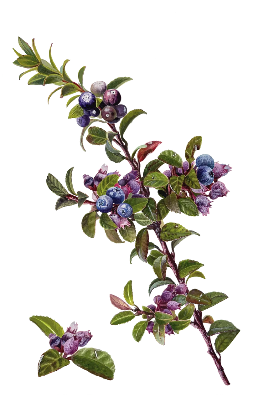 Mortiño — Florilegium