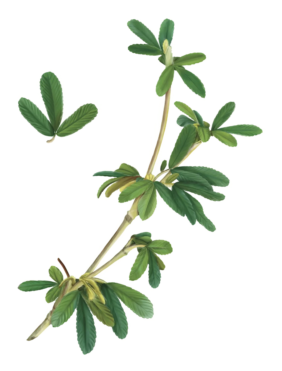 Árbol de papel — Florilegium