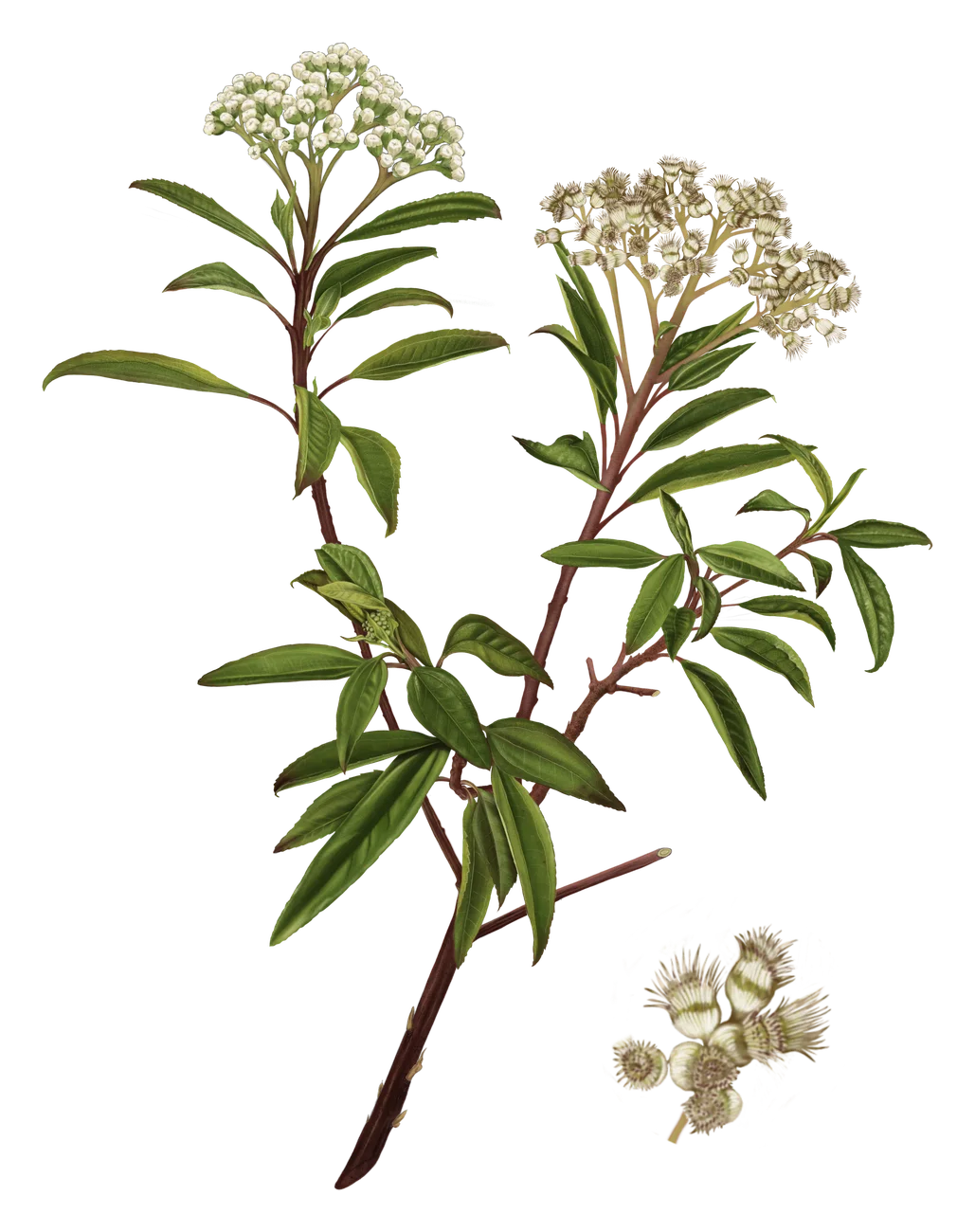 Chilca — Florilegium
