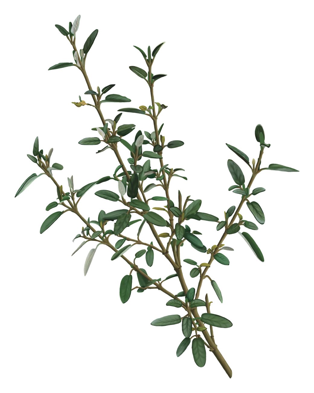 Tunashi blanco — Florilegium